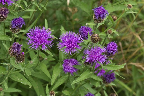 Purple flowers of the large knapweed