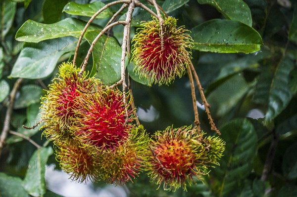 Rambutan