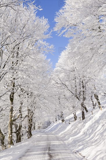 Winter landscape