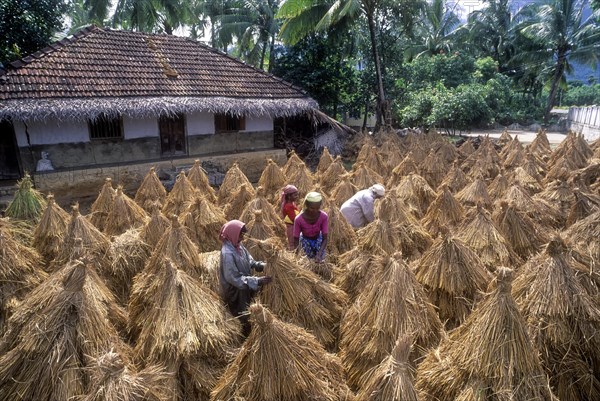 Four people drying harvested rice crop near Palakkad or Palghat