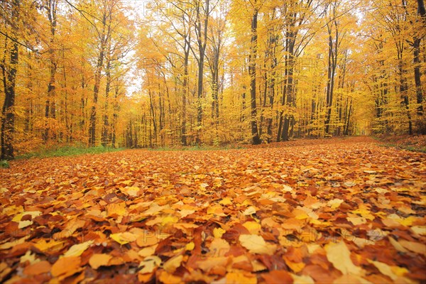 Autumn forest with fork in the road and golden leaf fall in Eppstein im Taunus