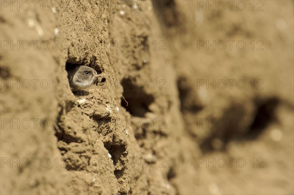 Sand Martin