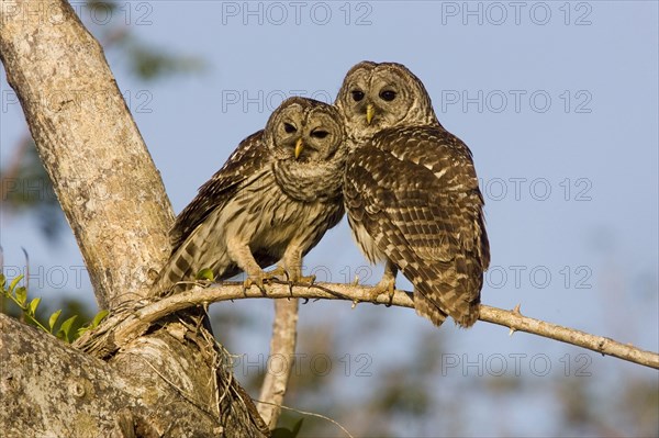 Barred Owl