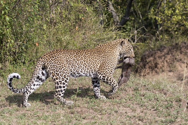 Adult african leopard