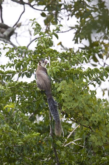 Grizzled Indian Squirrel