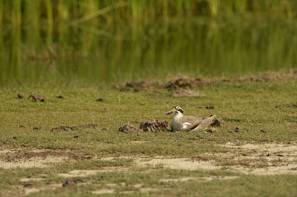 Great stone-curlew