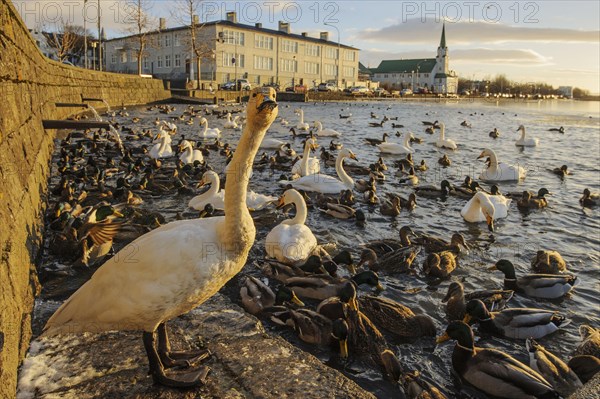 Whooper swan