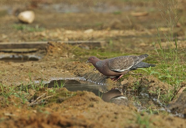 Picazuro pigeon