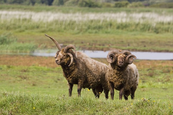 Manx loaghtan sheep