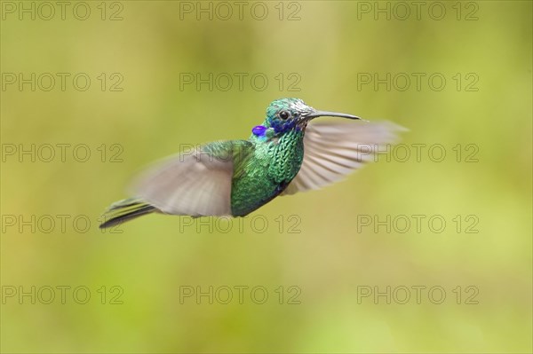 Sparkling Violet-ear