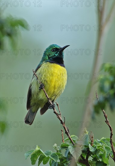 Collared Sunbird