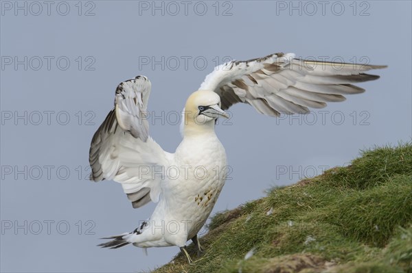 Northern Gannet