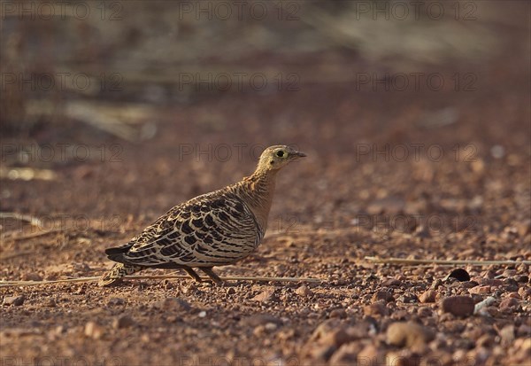 Four-banded Sandgrouse