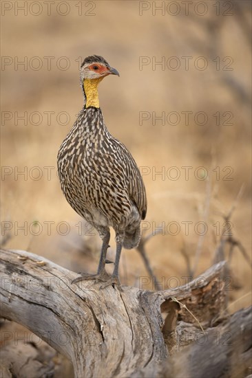 Adult yellow-necked spurfowl