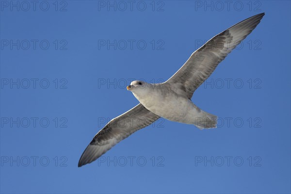 Northern Fulmar