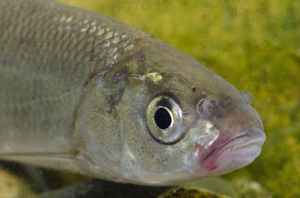 Common Dace