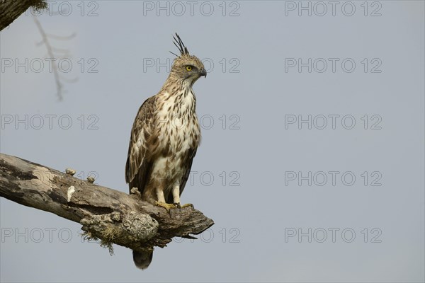 Changeable Hawk-eagle