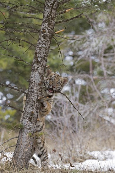 Siberian tiger