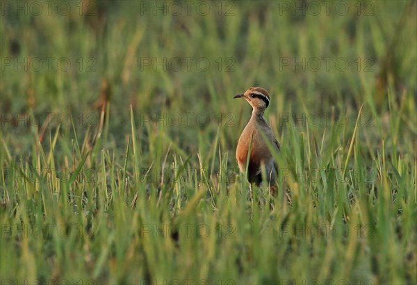 Temminck's Courser