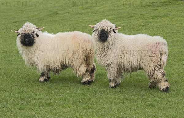 Valais Blacknose Sheep