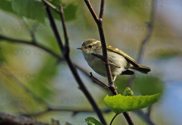 Hume's Leaf-warbler