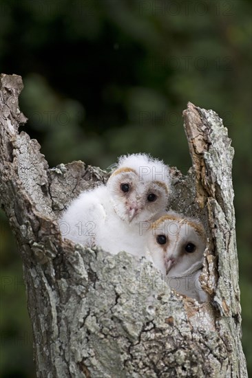 Common barn owl