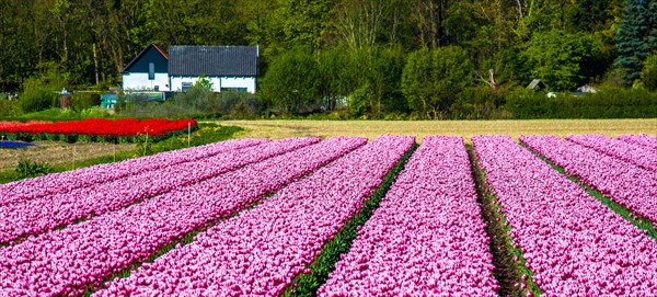 Flowering tulip fields