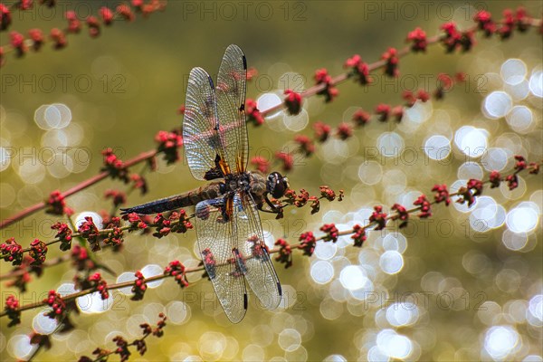 Four-spotted chaser