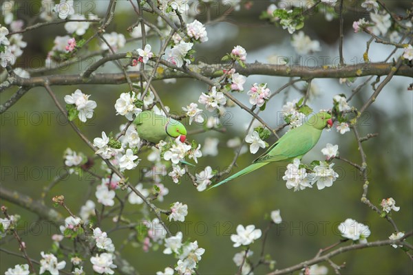 A pair of collared parakeets