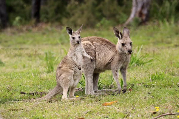 Eastern grey kangaroo