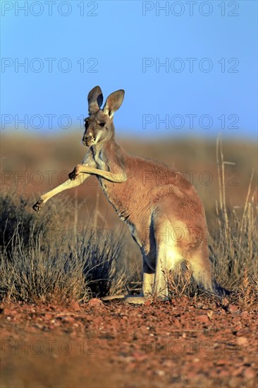 Red kangaroo