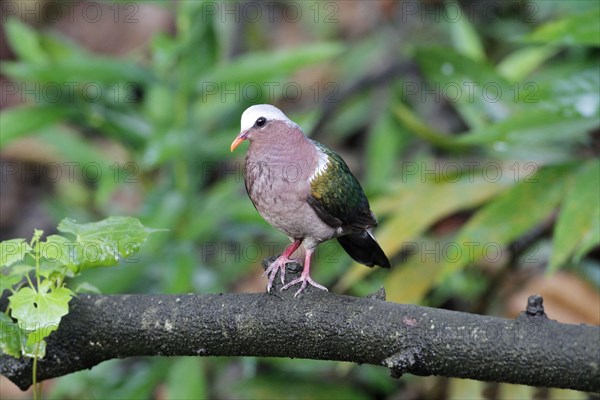 Green-winged Dove