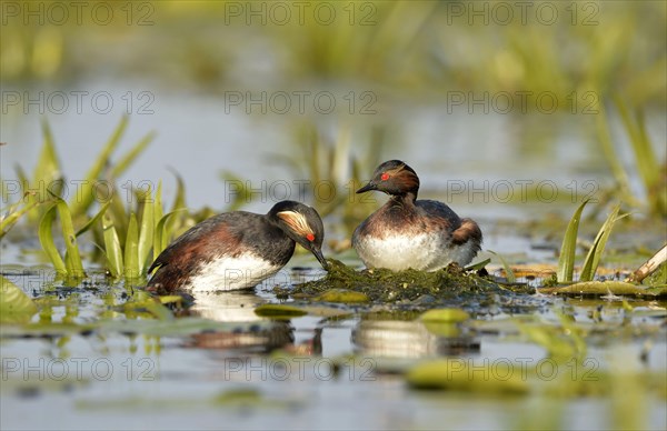 Black-necked Grebe