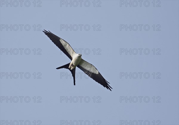 Swallow-tailed kite