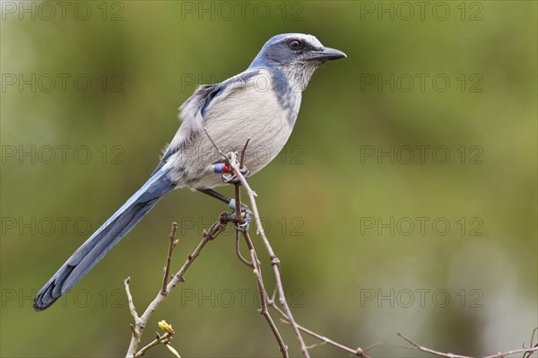 Florida scrub jay