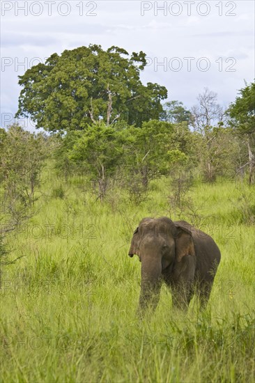 Asian Elephant