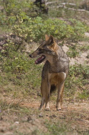 Golden jackal