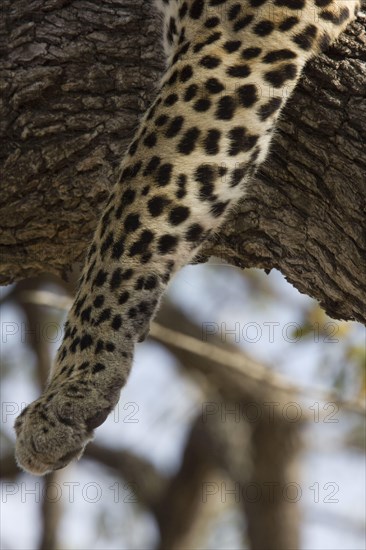 Pardus leopard niche leopards