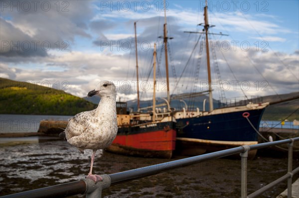 Herring Gull