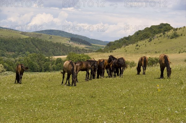 Hungarian Hutsul horses