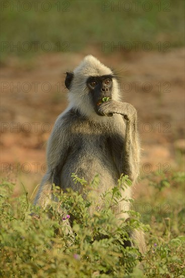 Tufted grey tufted gray langur