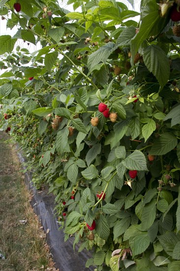 Raspberry plant named Driscoll Cardinal. The new variety differs from other raspberry varieties by its firm and very consistent fruit in terms of