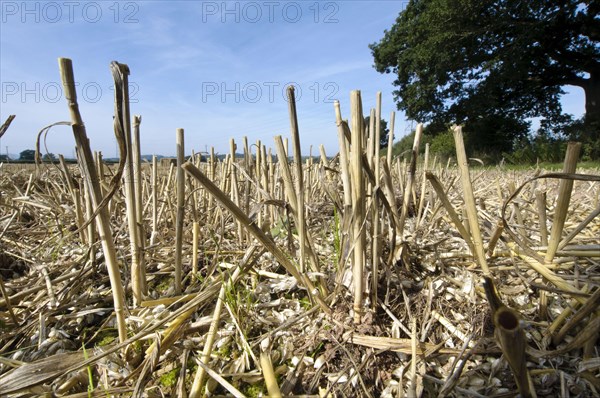 Wheat