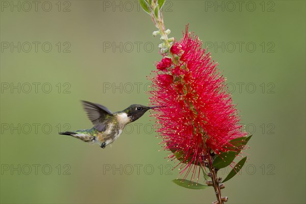 Ruby-throated hummingbird