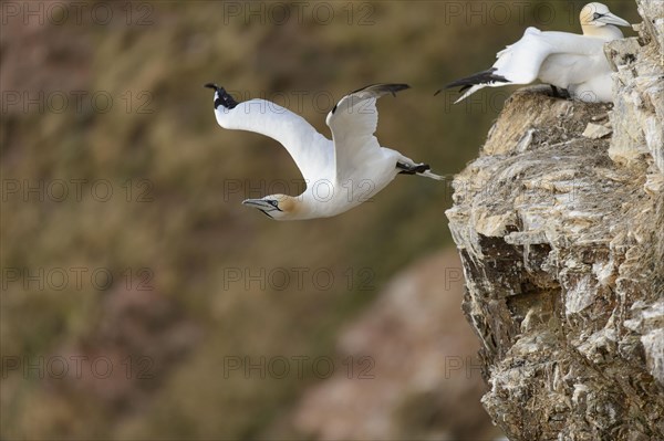 Northern Gannet