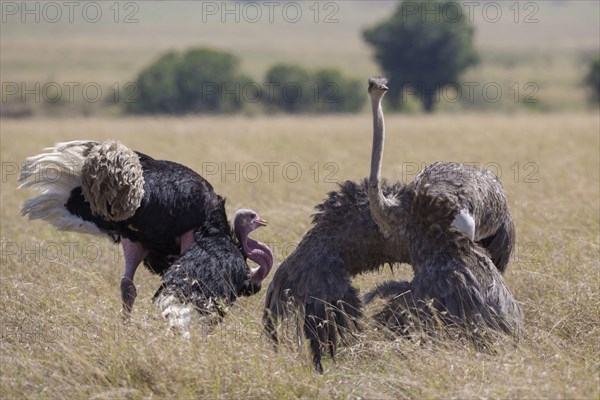 East African Ostrich