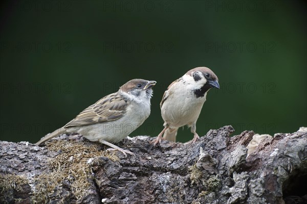 Eurasian Tree Sparrow