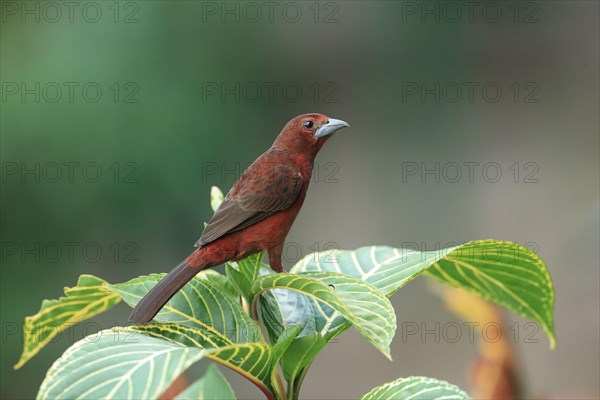 Silver-beaked tanager