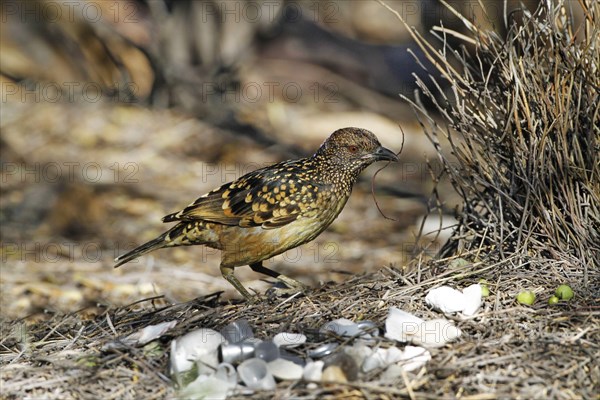 Spotted Bowerbird