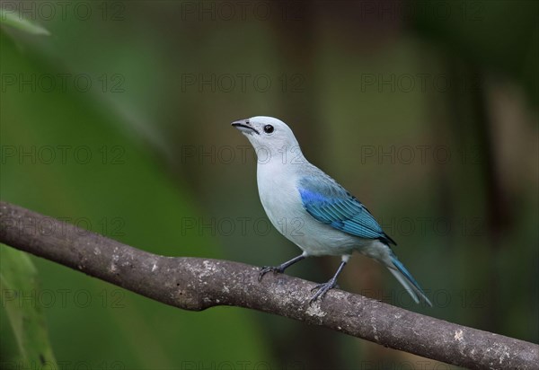 Bishop's Tanager